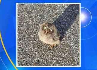 Police Officer Saves Baby Owl from Traffic Chaos police-officer-saves-baby-owl-from-traffic-chaos