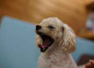 Poodle Haircuts Styles: Best Grooming Ideas for a Stylish Poodle Poodle Haircuts Styles: Best Grooming Ideas for a Stylish Poodle