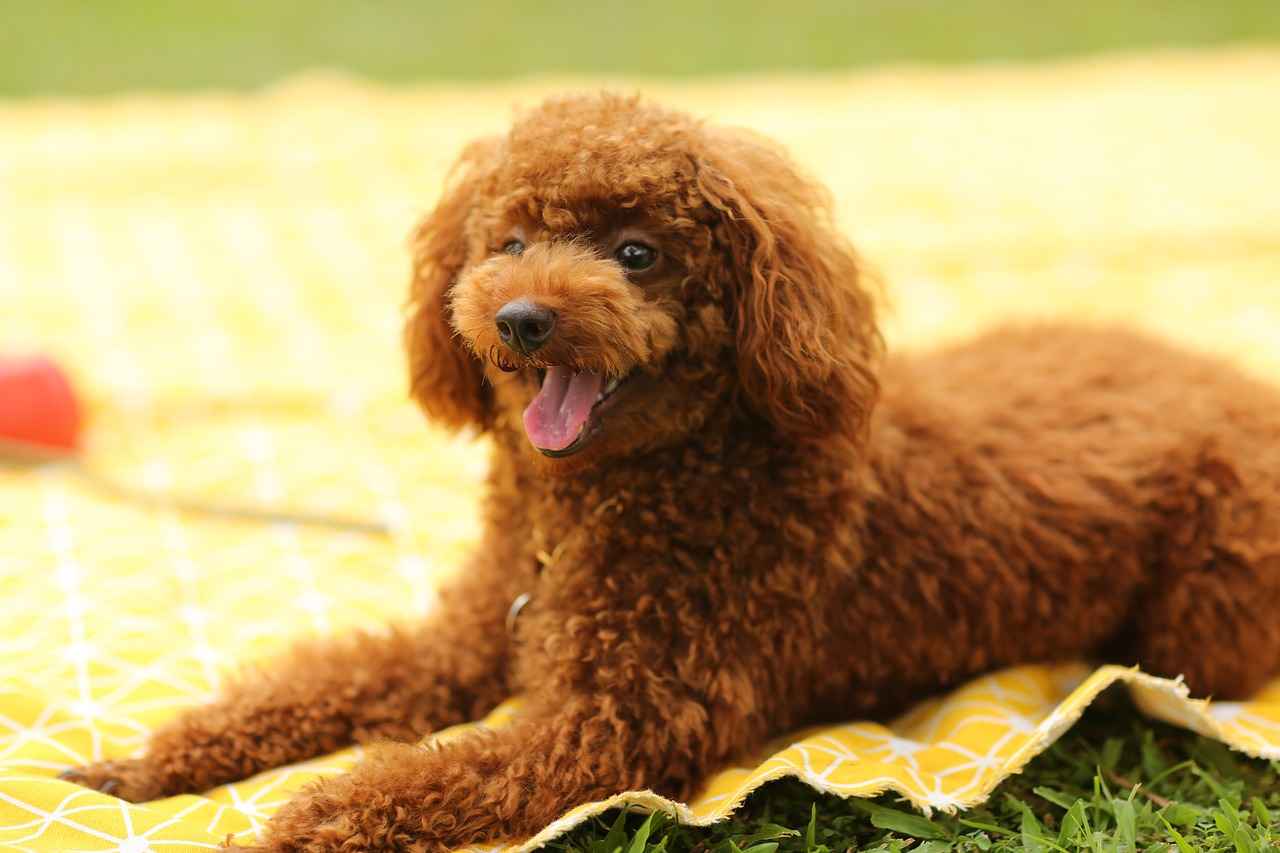 How to Choose the Right Haircut for Your Poodle?