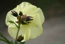 Portable Coffee Maker Reviews – What to Look for Before You Buy Portable Coffee Maker Reviews – What to Look for Before You Buy