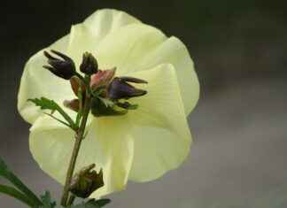 Portable Coffee Maker Reviews – What to Look for Before You Buy Portable Coffee Maker Reviews – What to Look for Before You Buy