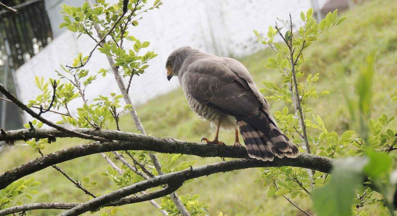 How to Use a Portable Coffee Maker for Cold Brew