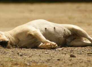 Portable Coffee Makers for Single Serve – Ideal for Coffee Lovers Who Brew One Cup at a Time Portable Coffee Makers for Single Serve – Ideal for Coffee Lovers Who Brew One Cup at a Time