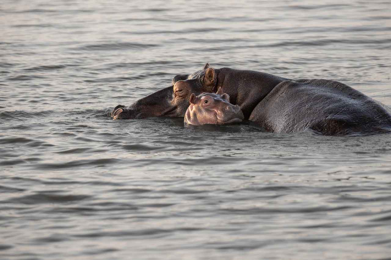 Prime Movies for Kids: Must-Watch Family Films on Amazon 7 7. Movies for Different Age Groups