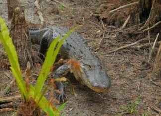 Quick-thinking Wife Saves Husband from Alligator Attack quick-thinking-wife-saves-husband-from-alligator-attack