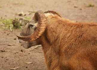 Ram Navami: Celebrating Lord Rama’s Birth in the Heart of New York Ram Navami: Celebrating Lord Rama’s Birth in the Heart of New York