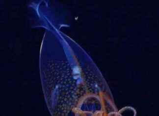 Rare Footage of Colossal Squid Captured on Camera by Scientists rare-footage-of-colossal-squid-captured-on-camera-by-scientists
