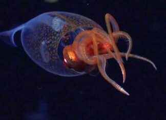 Rare Footage of Massive Colossal Squid Captured on Camera rare-footage-of-massive-colossal-squid-captured-on-camera