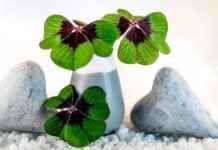 Red Clover: A Natural Remedy for Menopause Symptoms Red Clover: A Natural Remedy for Menopause Symptoms