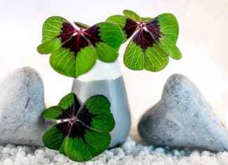 Red Clover: A Natural Remedy for Menopause Symptoms Red Clover: A Natural Remedy for Menopause Symptoms