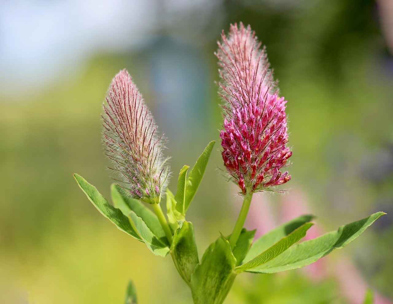 Red Clover: A Natural Remedy for Menopause Symptoms 1 What is Red Clover?