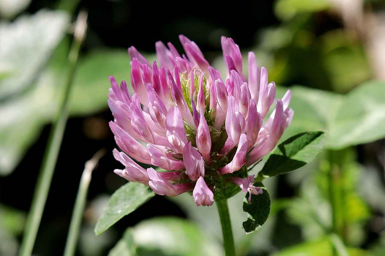 Red Clover: A Natural Remedy for Menopause Symptoms 5 Conclusion: Is Red Clover Right for You?