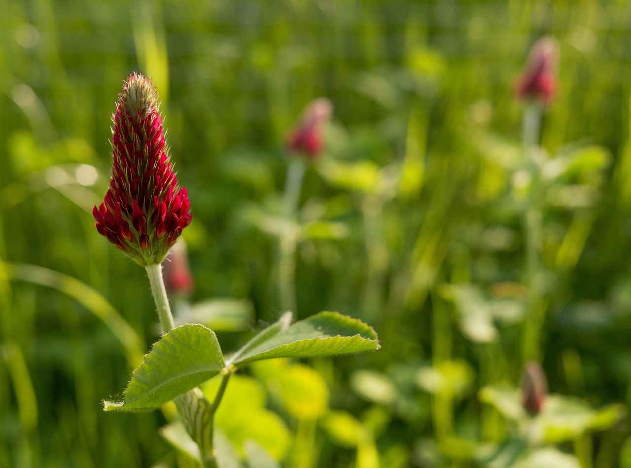 Red Clover: A Natural Remedy for Menopause Symptoms 3 Potential Side Effects of Red Clover