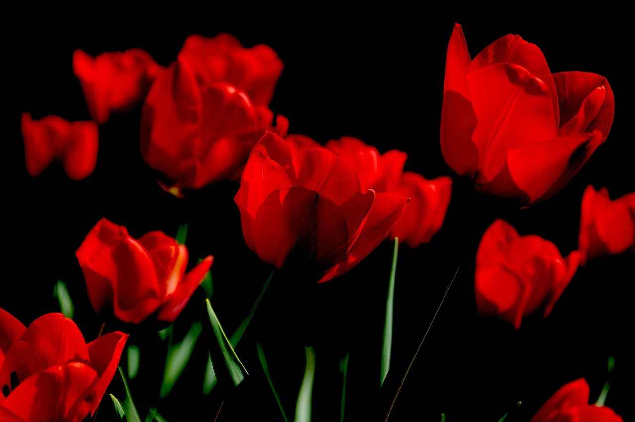 Social Media Reactions