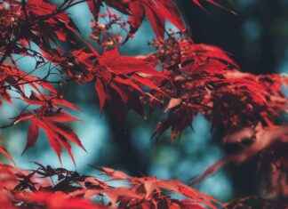 Red Sox vs Yankees Match Player Stats Red Sox vs Yankees Match Player Stats