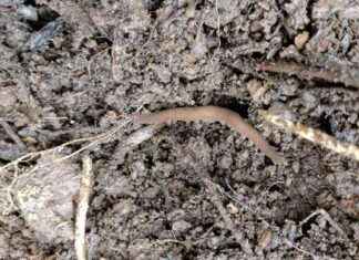 Rediscovery of Long-Lost Species After 111 Years rediscovery-of-long-lost-species-after-111-years