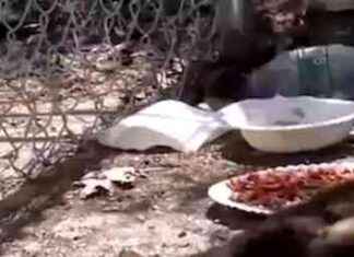 Rescue Cats Treated by Video Veterinarians After Sanctuary Fire rescue-cats-treated-by-video-veterinarians-after-sanctuary-fire