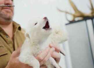 Reviving Extinct Species: Exclusive Lab Video Tour reviving-extinct-species-exclusive-lab-video-tour