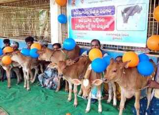 Revolutionary Dairy Farming Technology in Andhra Pradesh revolutionary-dairy-farming-technology-in-andhra-pradesh