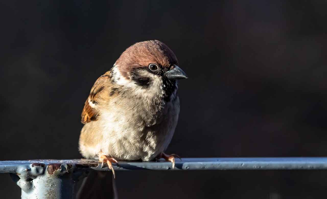 What Are the Future Trends for Rogue Builds in 5E?