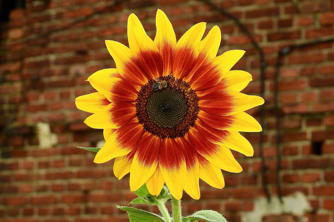 What Are the Best Strategies for Stealth Tactics?