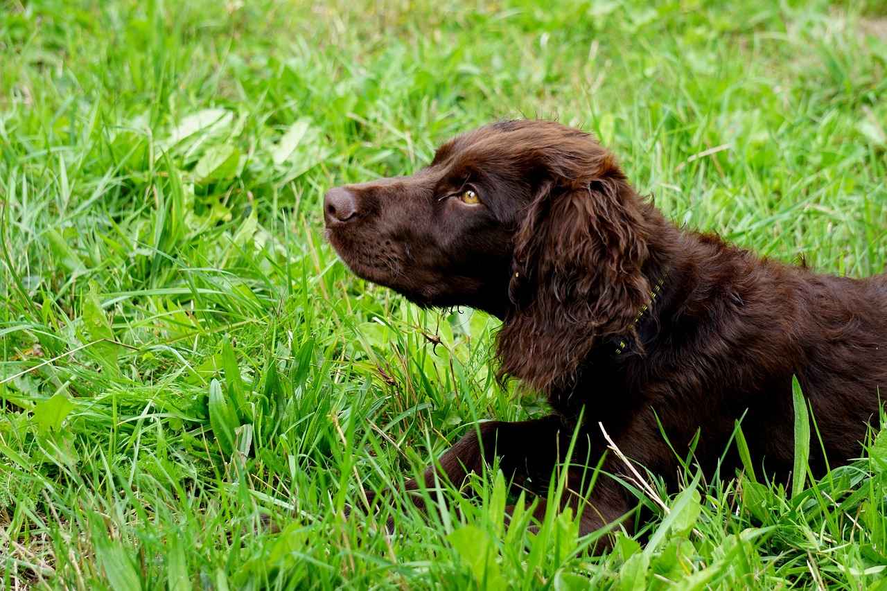 How Can You Build a Balanced Rogue?