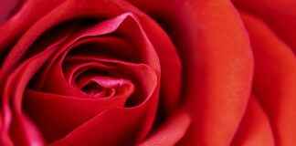 Rose Bear Gift Trend: Why It’s Blowing Up on Social Media Rose Bear Gift Trend: Why It's Blowing Up on Social Media