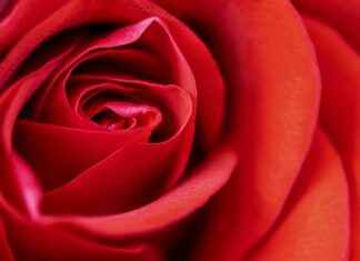 Rose Bear Gift Trend: Why It’s Blowing Up on Social Media Rose Bear Gift Trend: Why It's Blowing Up on Social Media