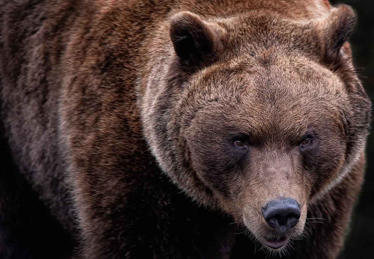 Rose Bear Gift Trend: Why It's Blowing Up on Social Media 1 What is a Rose Bear?