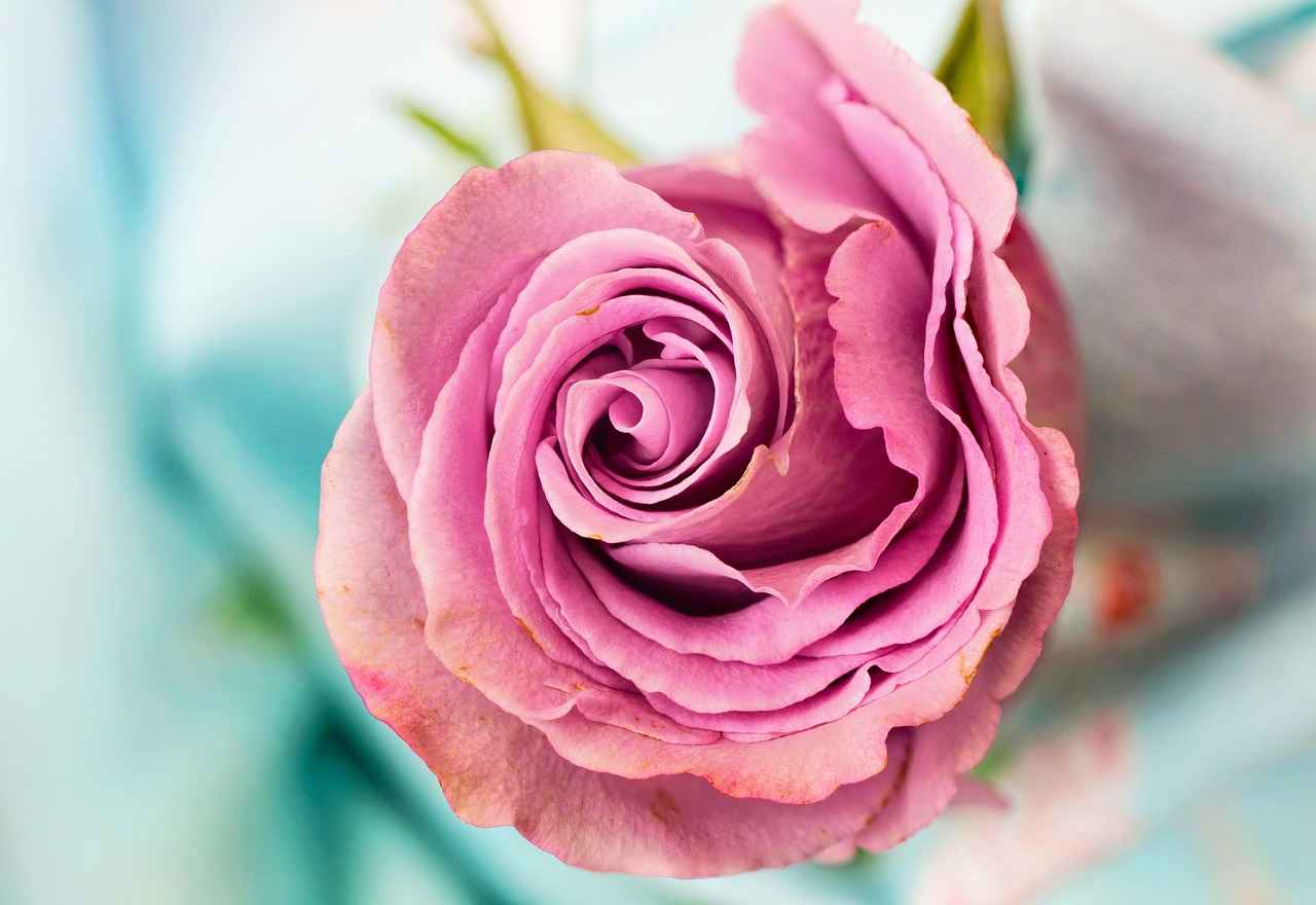 Rose Bear Gift Trend: Why It's Blowing Up on Social Media 5 Creative Ways to Gift a Rose Bear