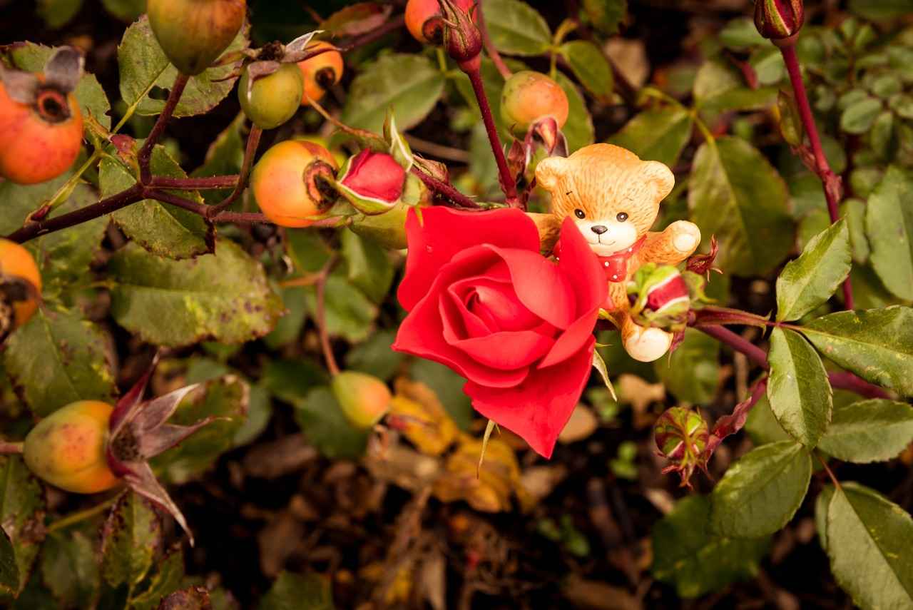 Rose Bear Gift Trend: Why It's Blowing Up on Social Media 6 Care and Maintenance of Rose Bears