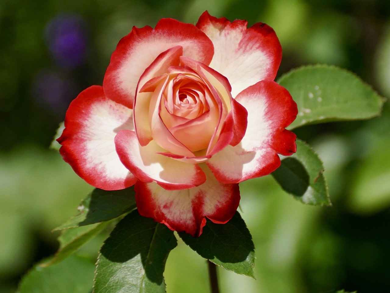 Rose Bear Gift Trend: Why It's Blowing Up on Social Media 3 How to Choose the Perfect Rose Bear