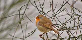 Ruby Red Trilogy Summary: Everything You Need to Know Before Watching Ruby Red Trilogy Summary: Everything You Need to Know Before Watching