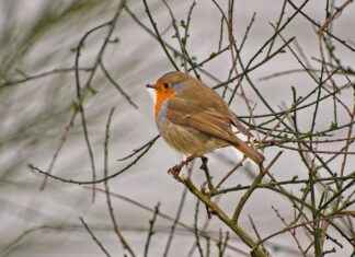 Ruby Red Trilogy Summary: Everything You Need to Know Before Watching Ruby Red Trilogy Summary: Everything You Need to Know Before Watching