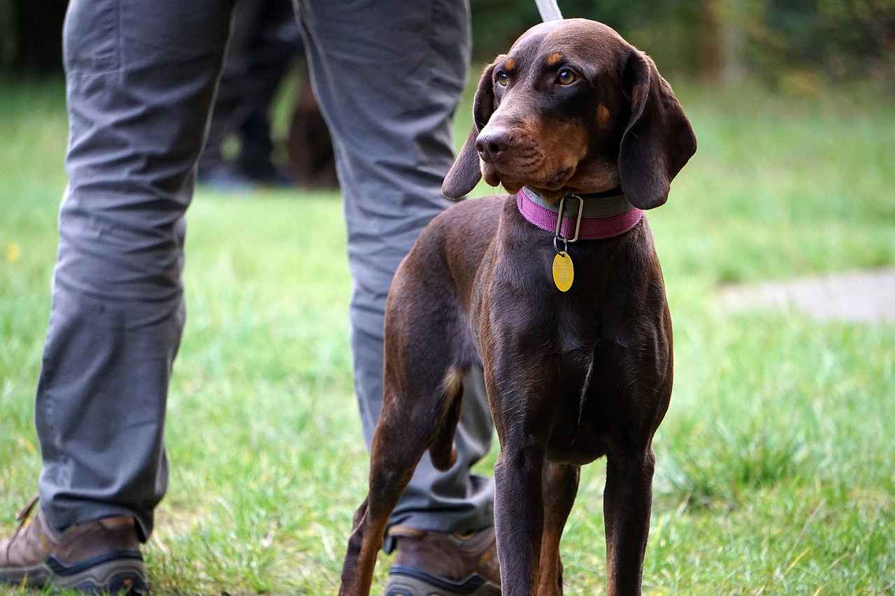 How Do You Choose Between Disposable and Reusable Game Bags?