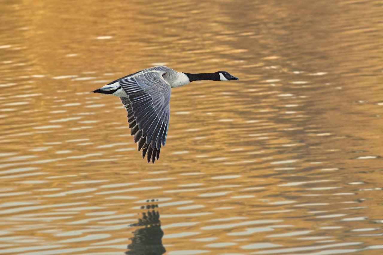 How Do Game Bags Help Preserve Meat Quality?