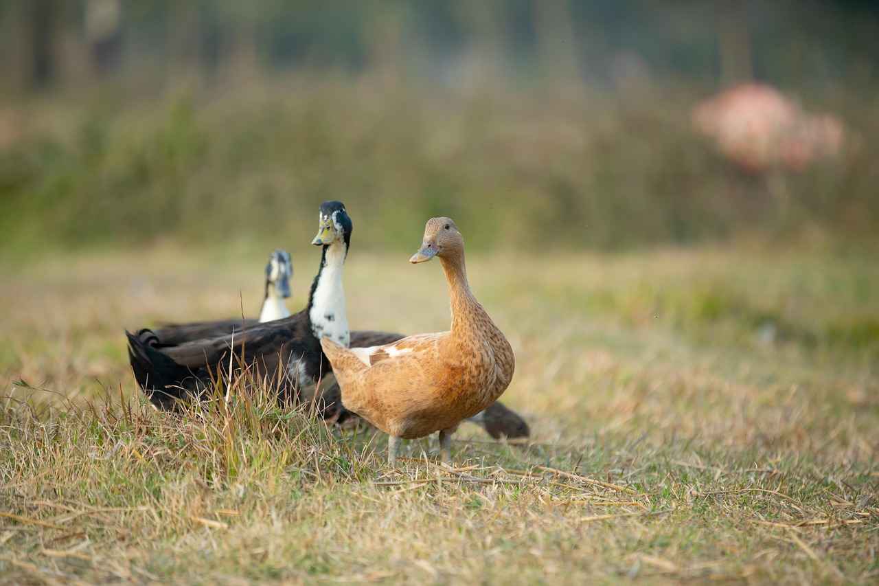 What Are the Best Practices for Using Game Bags?