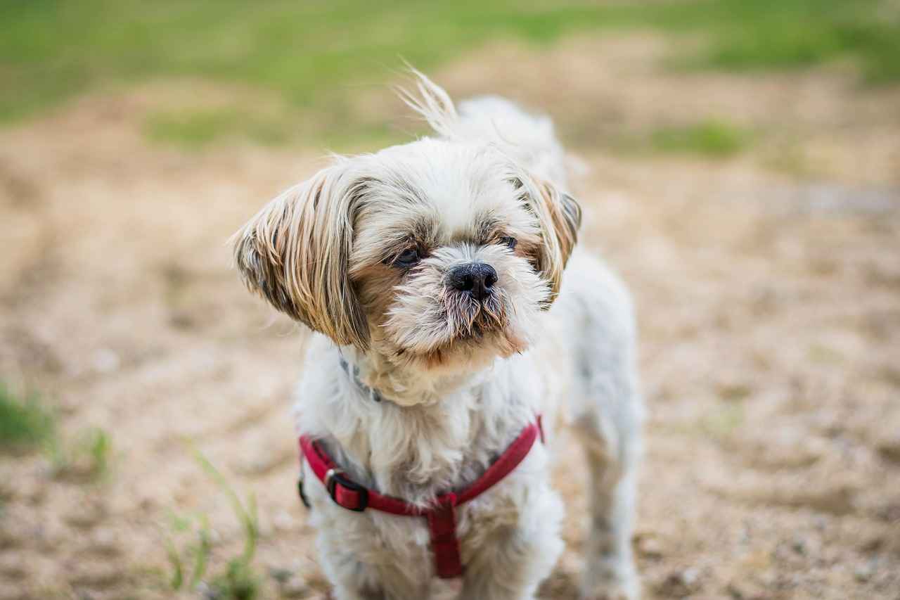 What Are Some Adorable Shih Tzu Haircut Photos?