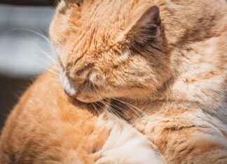 Shih Tzu Short Haircut Styles: Easy-to-Maintain Grooming Styles Shih Tzu Short Haircut Styles: Easy-to-Maintain Grooming Styles