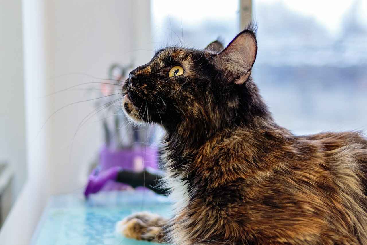 Shih Tzu Short Haircut Styles: Easy-to-Maintain Grooming Styles 4 When Should You Get Your Shih Tzu Groomed?