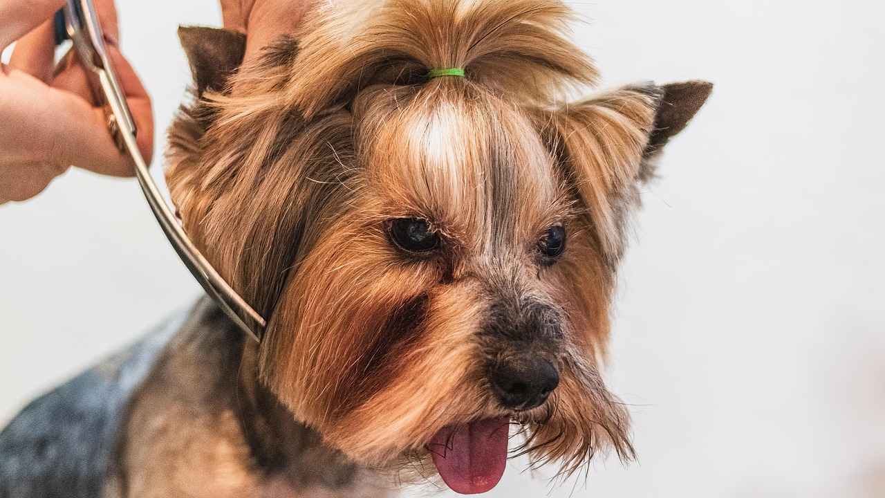 Shih Tzu Short Haircut Styles: Easy-to-Maintain Grooming Styles 6 Where to Find Professional Grooming Services?
