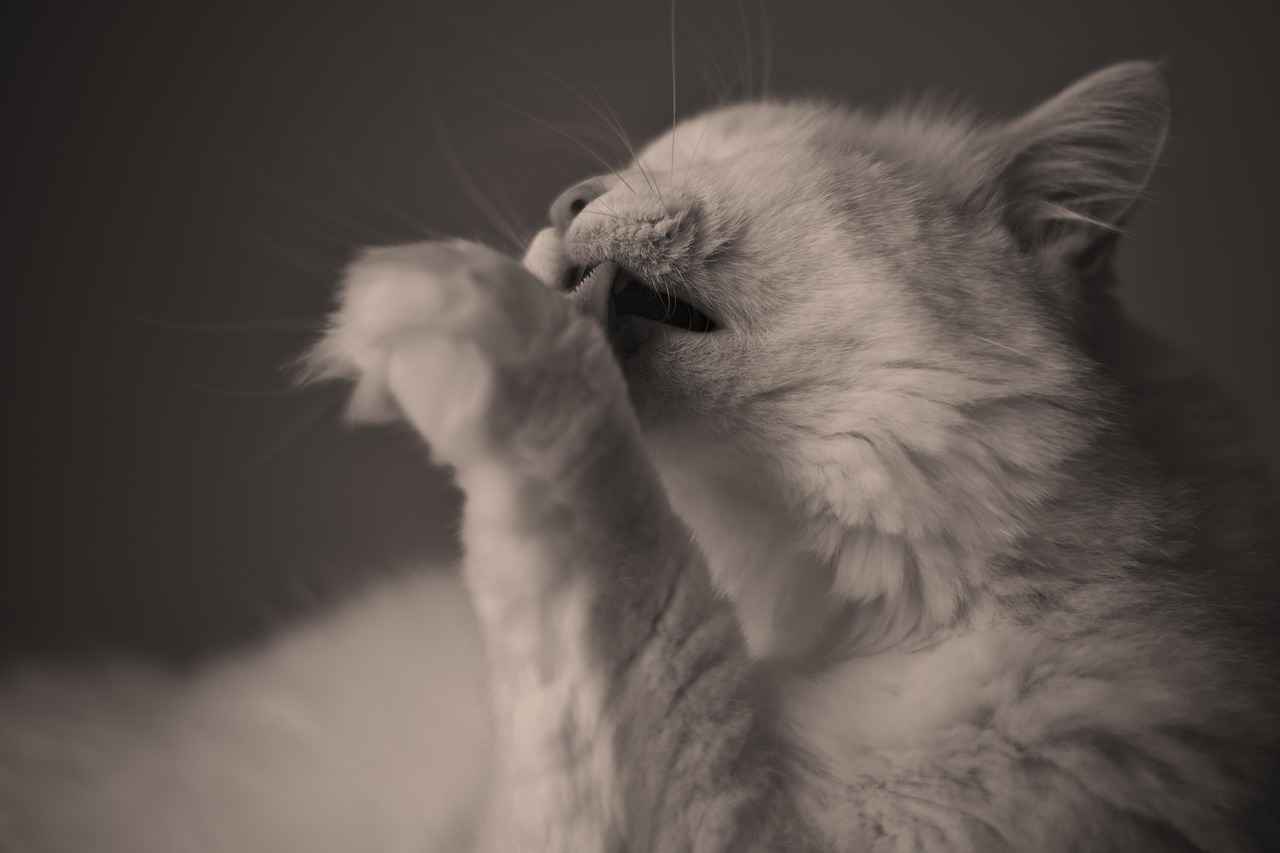 Shorkie Haircut Styles: Adorable Grooming Ideas for Your Shih Tzu-Yorkie Mix 5 What Are Essential Grooming Tools for Shorkies?