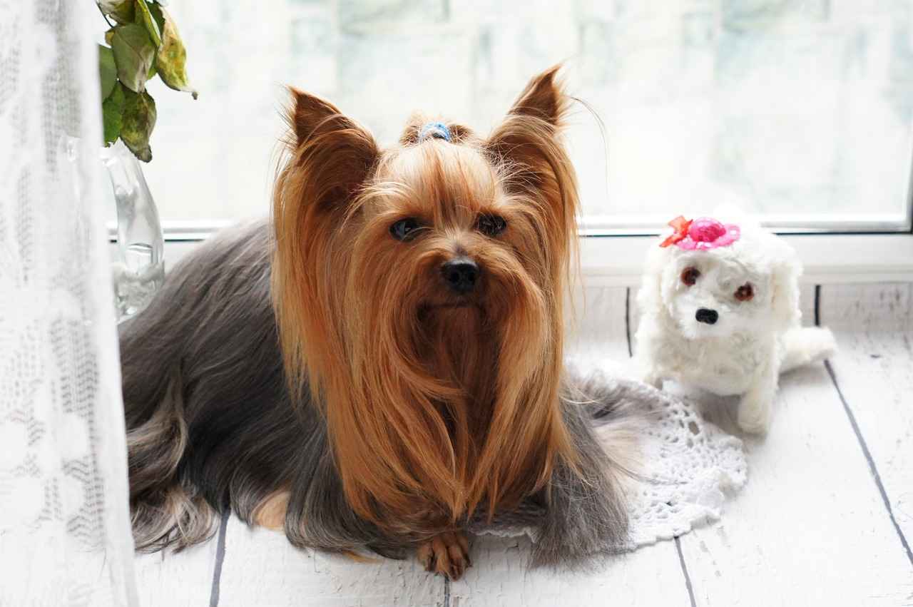 Shorkie Haircut Styles: Adorable Grooming Ideas for Your Shih Tzu-Yorkie Mix 3 What Are the Most Popular Shorkie Haircut Trends?
