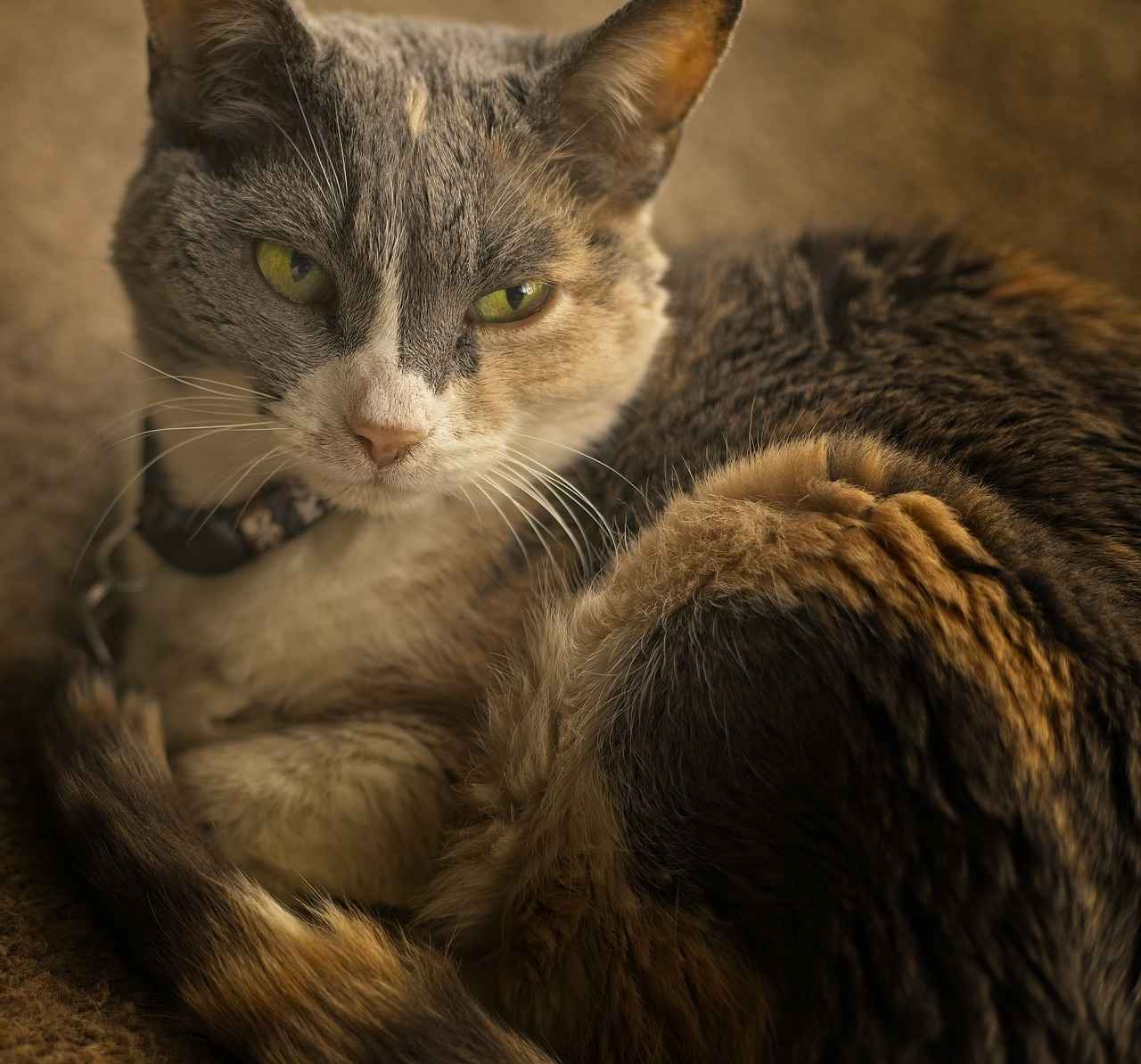 Short Hair Haircut Styles: Trendy and Low-Maintenance Cuts for All Hair Types 4 How to Care for Short Haircuts?