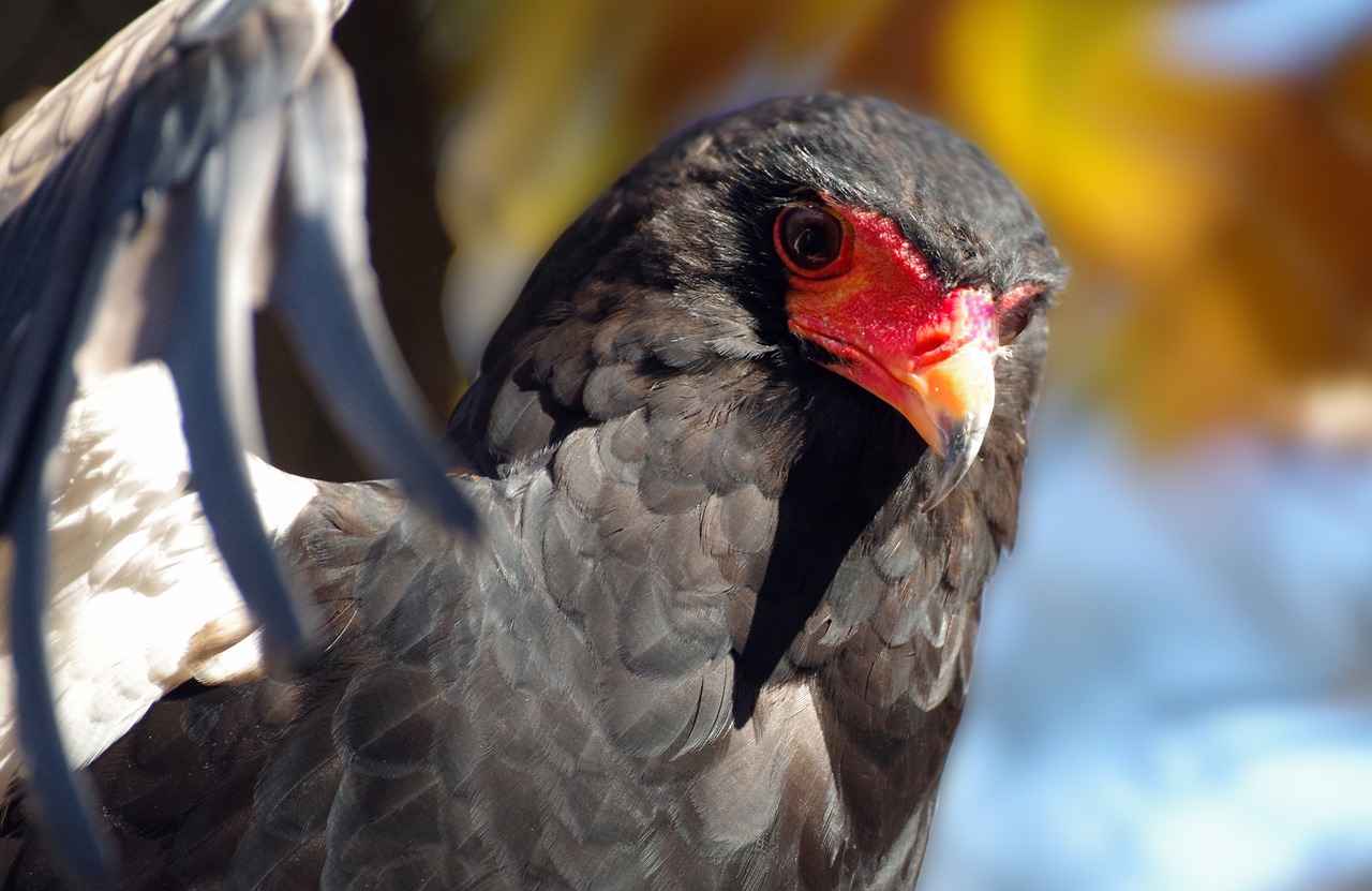 Short Hair Haircut Styles: Trendy and Low-Maintenance Cuts for All Hair Types 2 How to Choose the Right Short Haircut for Your Face Shape?