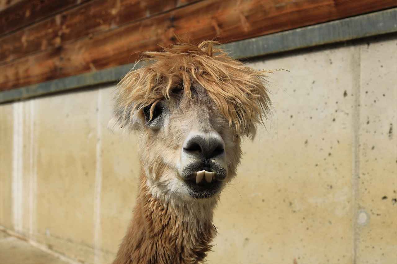 Short Haircut Japanese Style: The Best Minimalist and Modern Japanese Cuts 3 What Are the Trending Japanese Short Haircuts for 2023?