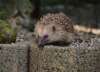 Short Haircut Styles for Men: Modern and Classic Looks for Every Face Shape Short Haircut Styles for Men: Modern and Classic Looks for Every Face Shape