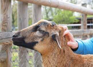 Short Haircut Styles for Thick Wavy Hair: Tame the Waves with These Cuts Short Haircut Styles for Thick Wavy Hair: Tame the Waves with These Cuts