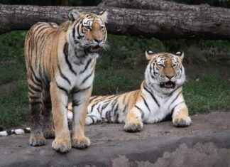 Siberian Ginseng: A Natural Solution for Energy and Vitality Siberian Ginseng: A Natural Solution for Energy and Vitality