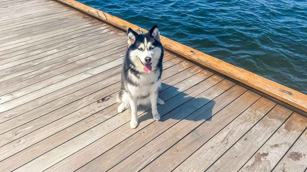 How to Use Siberian Ginseng